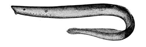 Arctic lamprey